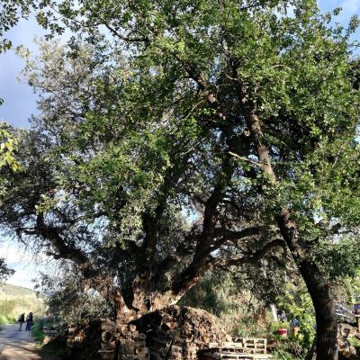 Randonnée Pierrefeu Dimanche 17/11/2019