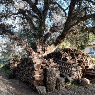 Randonnée Pierrefeu Dimanche 17/11/2019