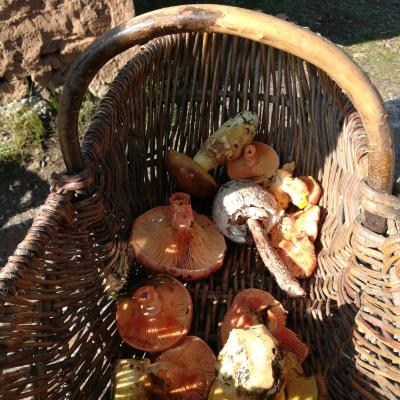 Randonnée Pierrefeu Dimanche 17/11/2019