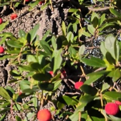 Randonnée Les Maures 18/12/2019
