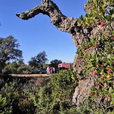 Randonnée Les Maures 18/12/2019
